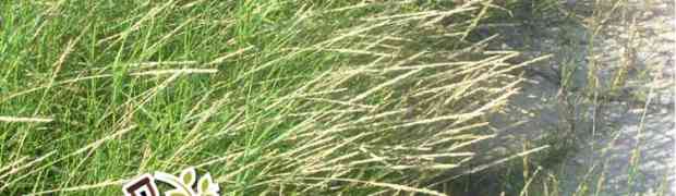 Weed Killer to Kill Scutch Grass
