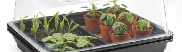 Growing Exotic Seeds With a Propagator Kit