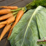 Cabbage & Carrots