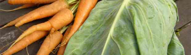 Cabbage or Carrots? Which Grows Better in your Soil?