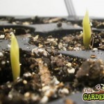 canna seedlings