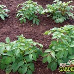 Tips for Growing Potatoes