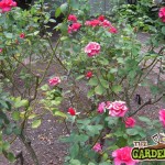 Thorny rose bush
