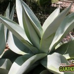 agave-plant