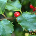 Holly leaf - ilex aquifolium