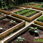 raised bed layout