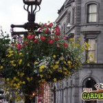 Tidy Towns Hanging Baskets
