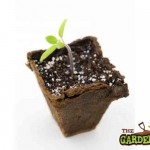 Fibre Pot & Seedling