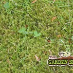 Moss on Lawns (Bad Moss)