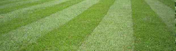 Sulphate of Iron For Moss Control on Lawns