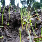 Green manure sprouting