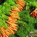 Carrot Bolero