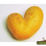 Love Your Spud