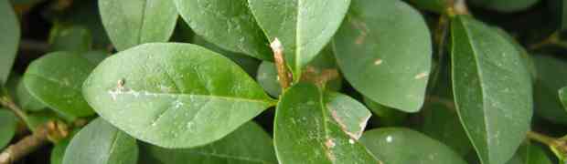 Plant Profile – Privet (Privet Ovalifolium)