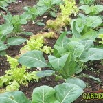 Lettuce & Cabbage