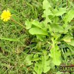 dandelion on lawn