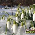 Snow drops in the Snow