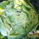 Cabbage splitting