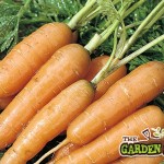 Carrot Adelaide