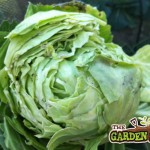 Split Cabbage