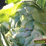Split cabbage head