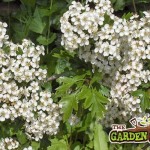 Whitethorn Flower
