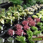 Garden Plants For Sale