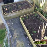 Raised beds with weeds