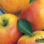 Apple Coxs Orange Pippin