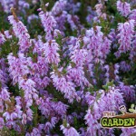 Calluna vulgaris