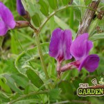 English early common vetch