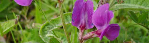 Use Green Manure to Reduce Shovel Work in Soil Preparation