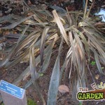 Frost damaged phormium