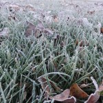 Frost on lawn
