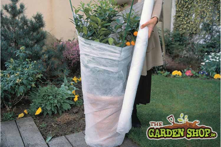 Frost protection for tender shrubs