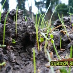 Green manure on plot