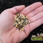 Green manure seeds