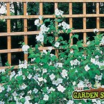 Trellis and plants