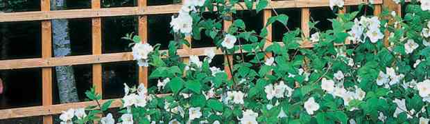 A Trellis Can Add Height & Impact To Your Garden