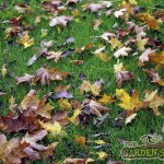 Autumn leaves on lawn