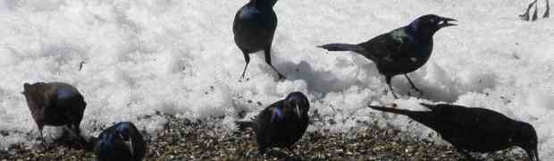 Feed Bird Peanuts to Your Wild Birds Over the Winter Months