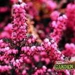 Erica darleyensis
