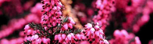 Heathers Always Benefit From a Growmore Plant Food