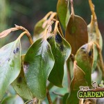Frost damage to griselinia