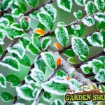 Frost on cotoneaster