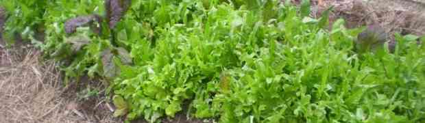 Lettuce and Carrots are great Vegetables for a Novice Gardener.