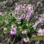 Heather in Soil