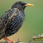 starling