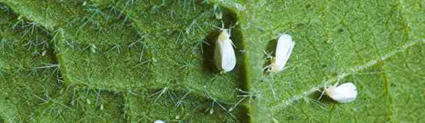 A Fine Sprayer Can Save Your Basil Plants From Aphids