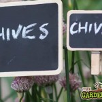 Chive labels
